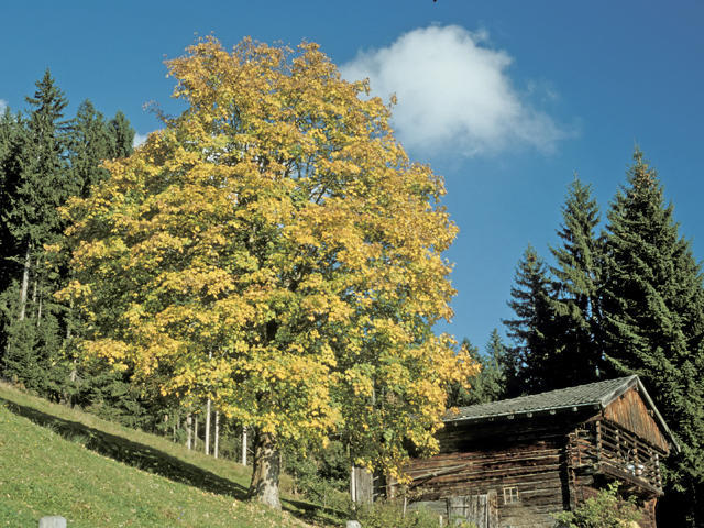 Appartamento Neukumhof Westendorf Esterno foto